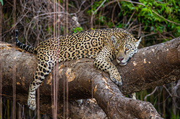 Jaguar lies on a picturesque tree in the middle of the jungle. South America. Brazil. Pantanal National Park.