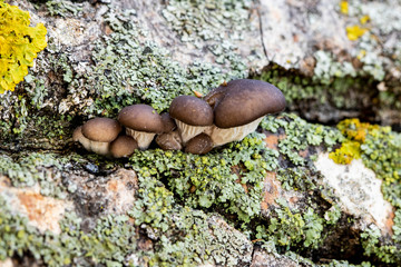 Young mushrooms / Pleurotus ostreatus, group of fungi growing on the dead trunk of a tree