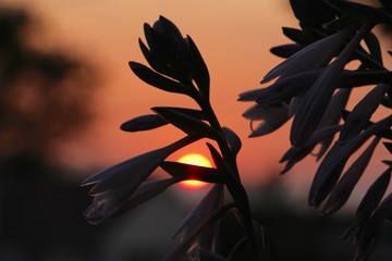 Sunsets and Flowers