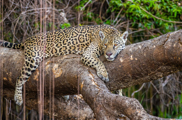 Jaguar lies on a picturesque tree in the middle of the jungle. South America. Brazil. Pantanal National Park.