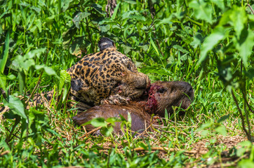 Naklejka na ściany i meble Jaguar with prey in the grass. South America. Brazil. Pantanal National Park.