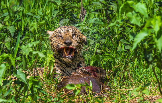 Jaguar with prey in the grass. South America. Brazil. Pantanal National Park.