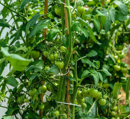 Bush with green tomatoes on the branches in a greenhouse close-up.