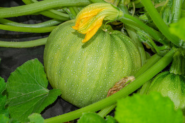 Round green zucchini with green leaves and yellow flowers growing in garden
