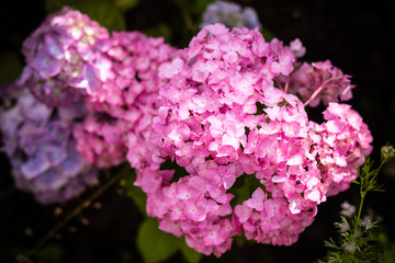Brightening things up. Pink hydrangea in full bloom. Blossoming flowers in summer garden. Hydrangea blossom on sunny day. Flowering hortensia plant.summer garden. Pink hydrangea in full bloom.