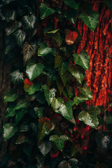 Magic background with colorful ivy 