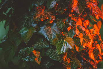 Fototapeta na wymiar Magic background with colorful ivy 
