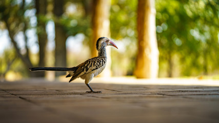 southern yellow-billed hornbill in kruger national park, mpumalanga, south africa 50