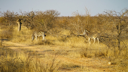 Fototapeta na wymiar zebras in kruger national park, mpumalanga, south africa 6