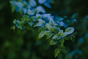 Blue and green branch background