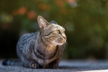 Obraz premium Little cute cat looking for something in the morning