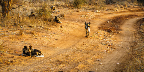 wild dogs in kruger national park, mpumalanga, south africa 7