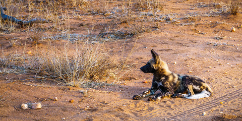wild dogs in kruger national park, mpumalanga, south africa 11