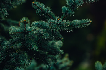 Fototapeta na wymiar Beautiful fresh colorful natural christmas tree with beautiful light, fir branches