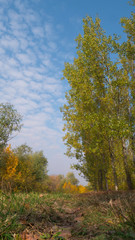 Fototapeta premium Autumn scenes. Yellow tree, country road and sunny blue sky. 