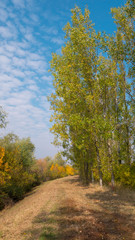 Autumn scenes. Yellow tree, country road and sunny blue sky. 