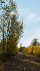 Fototapeta premium Autumn scenes. Golden autumn scene in a park, with falling leaves, the sun shining through the trees and blue sky. 