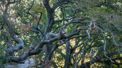 baboon monkeys in kruger national park, mpumalanga, south africa 2