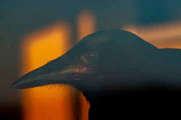 young crow portrait on sunset