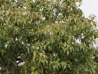 (Populus lasiocarpa) Peuplier baumier de Chine ou peuplier à fruits velus à l'écorce grise, au...