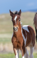 Cute Wild horse Foal in Utah in Spring