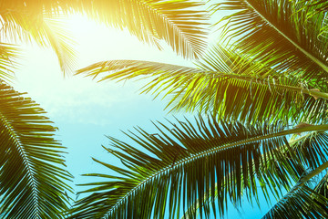 Fototapeta na wymiar Palm trees against blue sky, Palm trees at tropical coast, vintage toned and stylized, coconut tree,summer tree