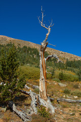 Some of these Bristolpine trees are 1500 years old up in the alpine areas of the rocky mountains