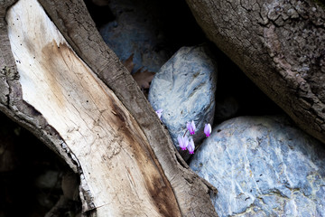 Flowering plant sprouted through the stones