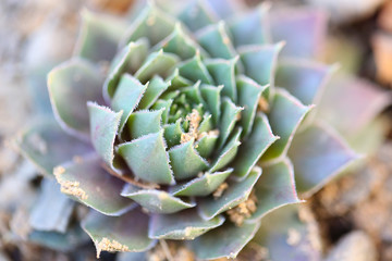 Sempervivum tectorum, Houseleek in a flowerpot.  - Image