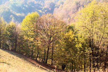 Beautiful countryside view of autumn forest
