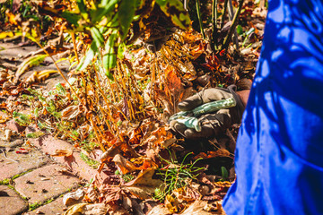 Cutting branches and pruning withered plants. The concept of cleaning and caring for the garden. The man pruns the branches, removes withered plants. Autumn cleaning before winter, spring cleaning.