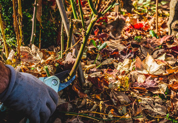 Cutting branches and pruning withered plants. The concept of cleaning and caring for the garden....