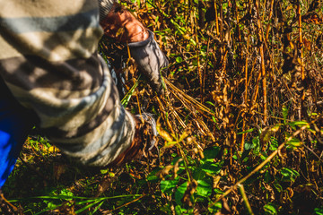Cutting branches and pruning withered plants. The concept of cleaning and caring for the garden. The man pruns the branches, removes withered plants. Autumn cleaning before winter, spring cleaning.