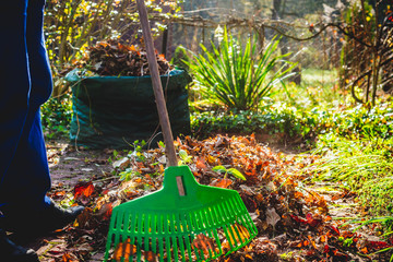 Seasonal raking of leaves in the garden. Concept of cleaning and caring for the garden. Man rakes...