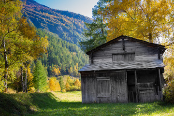 Fototapeta na wymiar Old the wood House tree yellow pack Autumn in spring colorful leaf.