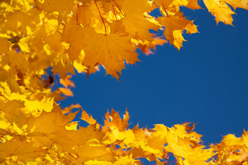 Yellow autumn leaves on the tree in the background of the blue sky   