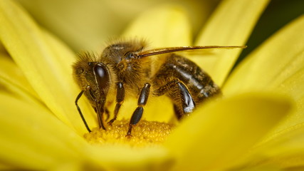 closeup of a honey bee during pollination sitting on a dandelion flower