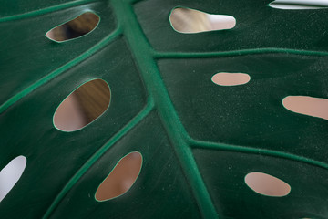 Close-up of a Large Green Monstera Leaf
