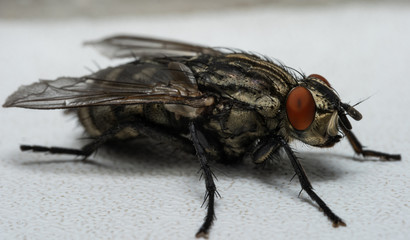 Macro photo of a fly as a background