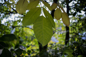 grüne Blätter am Baum