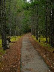 Fototapeta premium Tree Lined Path Washington
