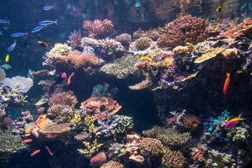 Fototapeta na wymiar Colorful under sea coral in aquarium