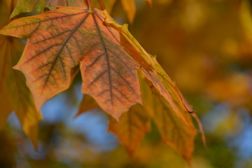 Autumn yellow leaf in colorful bokeh
