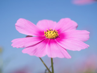 Fototapeta premium コスモスの花