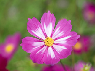 Obraz premium コスモスの花