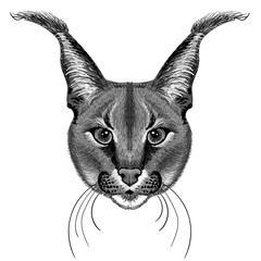 caracal cat cartoon. Lynx	
