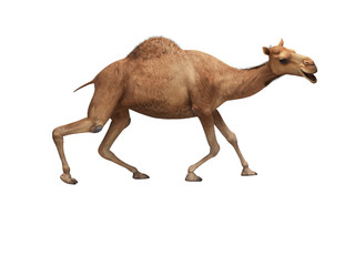 Camel on weak legs 3d rendering on white background no shadow
