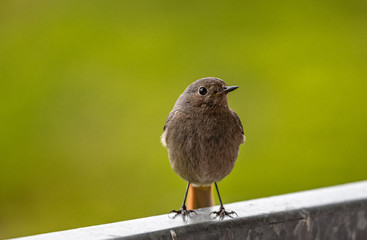 A redstart in front of green background