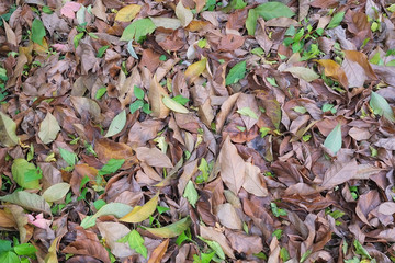 autumn in my garden, the leaves are different colors