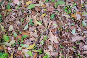 autumn in my garden, the leaves are different colors